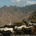 Goat herd in Taborno